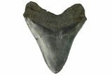 Fossil Megalodon Tooth - South Carolina #128297-2